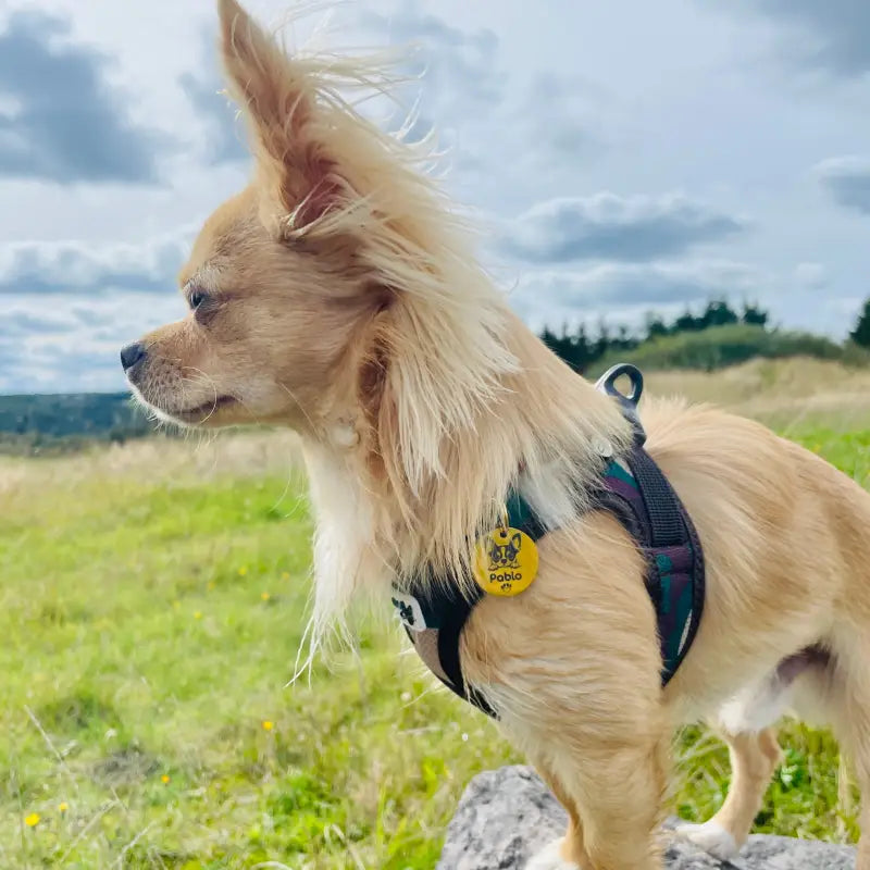 Hundemarke Herzform aus Edelstahl mit Gravur und QR-Code an einer tan Chihuahua-Hundegeschirr